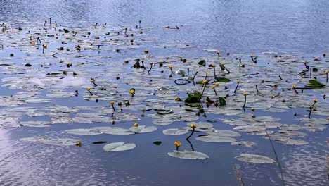Gelbe-Seerosen-Und-Schwimmende-Seerosenblätter-Auf-Einem-Ruhigen-Seegebiet