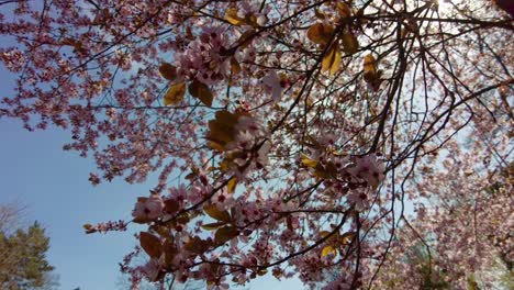 Blooming-tree-with-pink-flowers-on-a-spring-sunny-day,-in-the-background-park-and-blue-sky