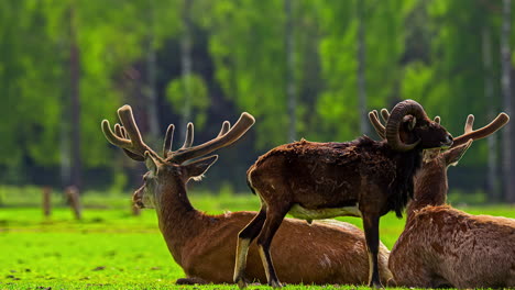Motion-Timelapse-Of-A-Herd-Of-Red-Deer-Stags-On-The-Field