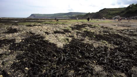 Sea-weed-covered-beach-with-people-in-the-background