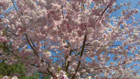 Eine-Niedrige-Winkelansicht-Eines-Wunderschönen-Kirschpflaumenbaums-Mit-Rosa-Blüten-In-Einem-Garten