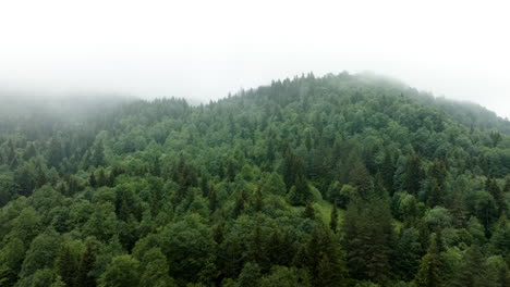 Greenery-Lush-Misty-Forest-Mountains-Near-Bakuriani-In-Georgia