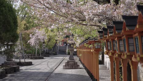 Sakura-Blütenblätter-Fallen-Auf-Den-Tempel-Im-Japanischen-Park-4k
