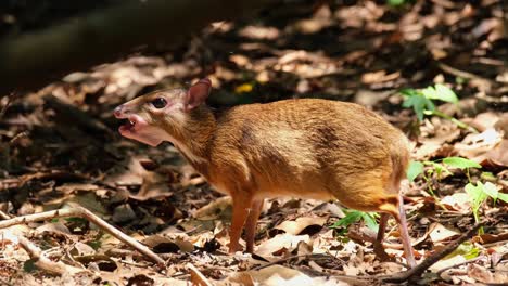 Munching-some-fallen-fruits-on-the-ground-in-the-forest-during-summer,-Lesser-Mouse-deer-Tragulus-kanchil,-Khaeng-Krachan-National-Park,-Thailand