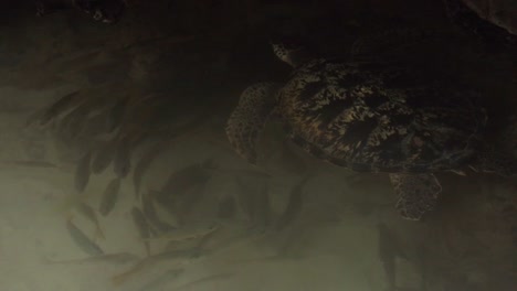 Slow-motion-clip-of-a-sea-turtle-hiding-in-the-shade,-swimming-with-fishes