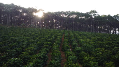 Panning-view-with-drone-of-coffee-plantation-and-pine-trees-in-the-back