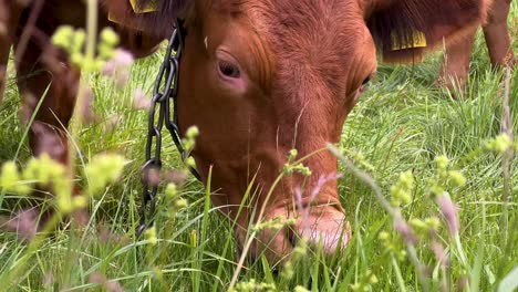 Polish-Red-Cattle-Grazing-On-The-Pasture-Of-A-Farmland