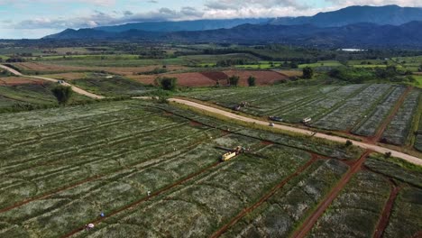 Drone-Shot-of-pineapple-fruit-plantation-farm