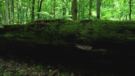Tronco-Cubierto-De-Musgo-De-Un-Viejo-árbol-Caído-En-El-Bosque-De-Bialowieza-Polonia