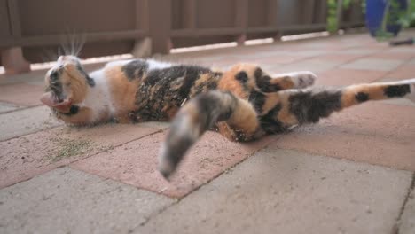 Slow-motion-of-cute-Calico-cat-blissfully-rolling-around-in-dried-catnip
