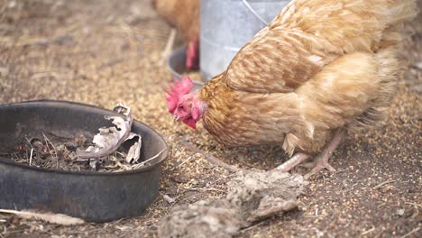 Close-Up-Of-Brown-Chicken-Feeding-On-The-Ground-In-A-Poultry-Farm