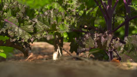 Red-Kale-growing-in-garden-ready-to-be-harvested