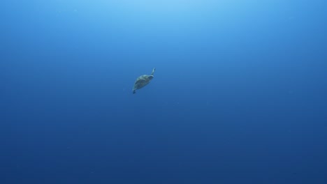 Grüne-Meeresschildkröte,-Die-Im-Blauen,-Kristallklaren-Wasser-Des-Pazifischen-Ozeans-Schwimmt,-Rund-Um-Die-Insel-Tahiti-In-Französisch-Polynesien