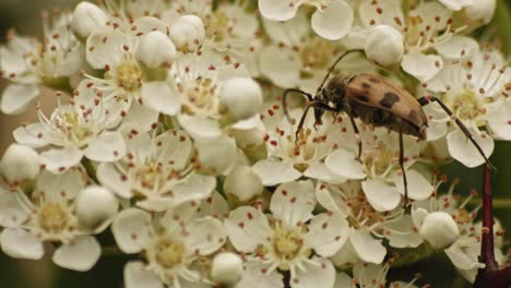 Escarabajo-Alimentándose-De-Flores-Blancas-De-Pyracantha-Firethorn