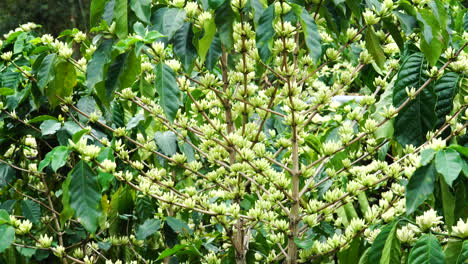 Close-up-static-shot-of-flowery-coffee-tree