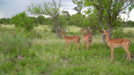 Herd-of-Antelopes-in-a-small-green-forest-area-on-the-savanna