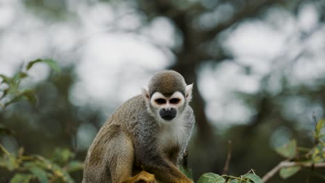 Curious-Squirrel-Monkey-Resting-On-A-Tree-During-Daytime---close-up