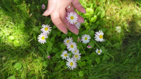 Woman's-hand-touches-daisies,-Health-care-concept,-Skin-care-treatment