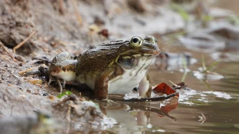 Frog---water--rain-.