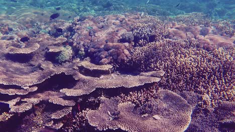 Nadar-Sobre-Un-Arrecife-De-Coral-Poco-Profundo-Con-Una-Gran-Cantidad-De-Pequeños-Peces-De-Colores