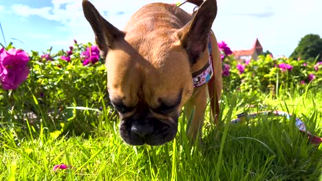 Thirsty-little-french-bulldog-licking-dew-water-from-green-grass--face-close-up