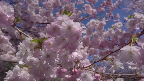 Pink-blossoming-cherry-and-sakura-flowers-swaying-in-the-wind-while-bee-pollinates-on-a-sunny-spring-day