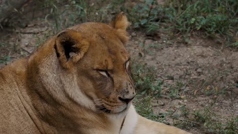 Female-Lion-Sleeping-In-The-Forest