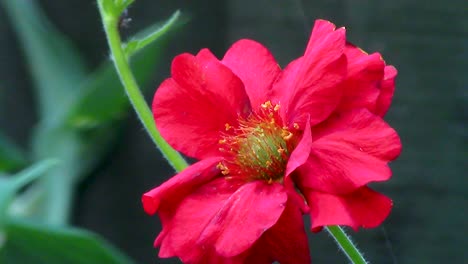 Geum-flower-growing-in-an-English-country-garden