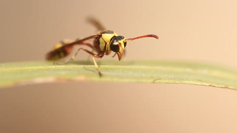 Nahaufnahme-Einer-Wespe,-Die-Auf-Dem-Grünen-Pflanzenblatt-Steht