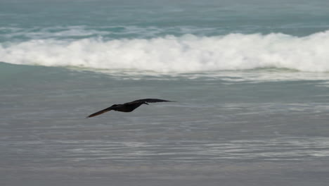 Swallow-Tailed-Gull-Flying-Low-Over-Turquoise-waves-breaking-Near-Beach-In-the-Galapagos