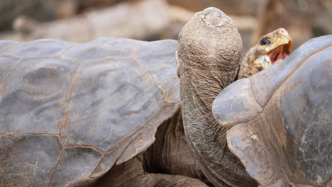 Paar-Riesige-Galapagos-Schildkröten-Heben-Ihre-Köpfe-Mit-Offenem-Maul-In-Der-Charles-Darwin-Forschungsstation-Auf-Der-Insel-Santa-Cruz