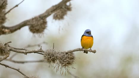 A-colorful-Blue-and-yellow-Tanager-standing-on-a-branch