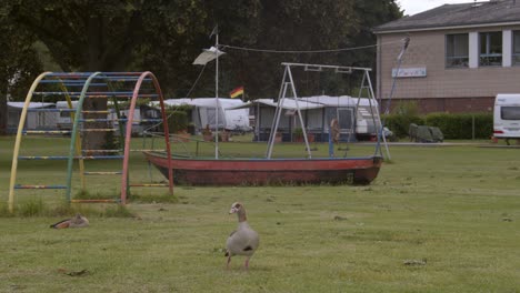 A-goose-in-a-meadow-in-front-of-a-rusty-and-sadly-abandoned-playground-with-an-old-swing-and-a-campsite-in-the-background