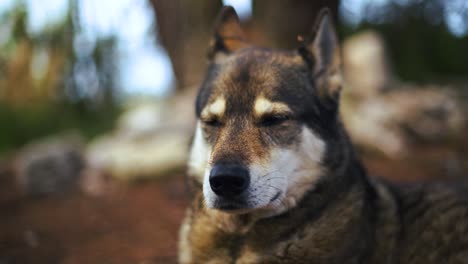 Ein-Treuer,-Trainierter-Und-Gut-Erzogener-Husky-Hund-In-Nahaufnahme-Mit-Hintergrundunschärfe-Bokeh