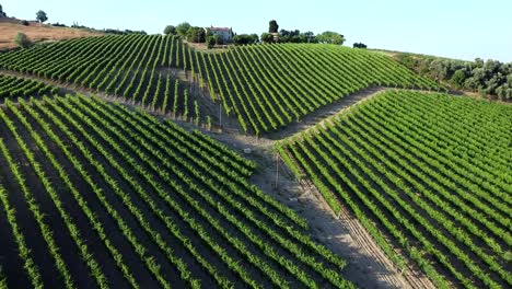 Weinreben-Auf-Dem-Italienischen-Hügel-Für-Die-Herstellung-Von-Italienischem-Weißwein