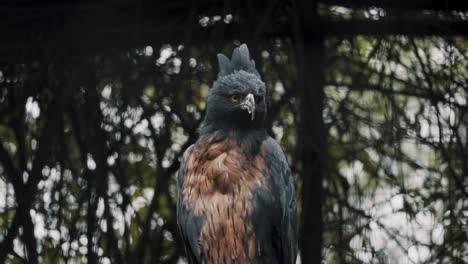 Wachsamer-Schwarzkastanienadler-Im-Wilden-Wald-Südamerikas