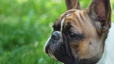 Französische-Bulldogge-Schnüffelt-Frische-Frühlingsluft-Und-Blickt-In-Die-Kamera