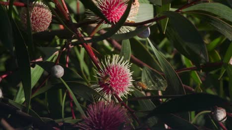 Bees-climbing-on-Hakea-Laurina-Plant-Collecting-Pollen,-Daytime-Sunny-Maffra,-Victoria,-Australia-Slow-Motion