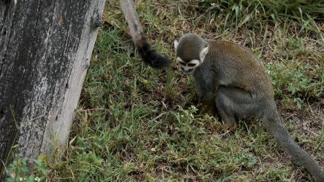 Squirrel-Monkey-Jump-Up-To-The-Tree-Trunk-In-The-Wilderness