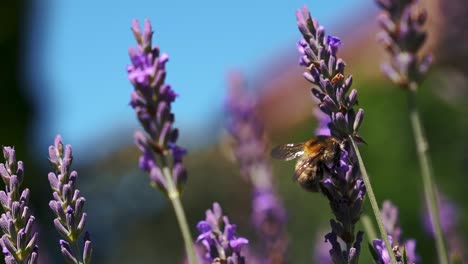 Honey-bee-bumblebee-flying-through-colorful-lavender-blossom-flowers-with-background-blur-bokeh