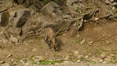 Brown-goat-camouflaging-with-the-rocky-mountains-on-side-of-road