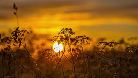 Ein-Goldener-Sonnenuntergang-Mit-Wildblumen-Kuhpetersilie-Im-Vordergrund---Isolierter-Zeitraffer-Mit-Verschwommenem-Hintergrund