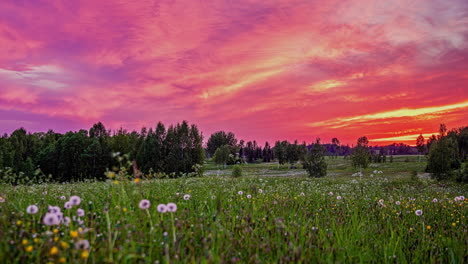 Time-lapse-shot-of-flying-clouds-over-overgrown-pasture-during-purple-sunset-at-sky