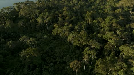 Aerial-shot-of-Amazon-Tropical-rainforest-during-morning-time