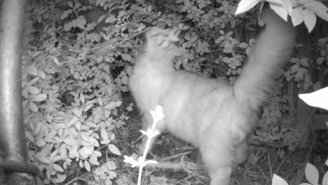 Night-vision-shot-of-a-fluffy-cat-smelling-and-leaving-its-scent-on-brushes