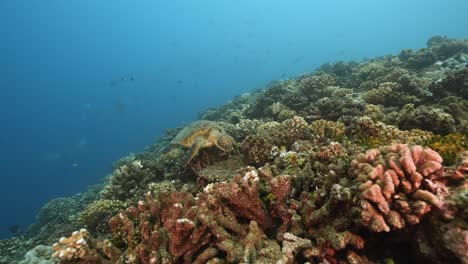 Grüne-Schildkröten-Ernähren-Sich-Von-Einem-Wunderschönen-Korallenriff-Im-Klaren-Wasser-Des-Pazifischen-Ozeans-Rund-Um-Die-Insel-Tahiti-In-Französisch-Polynesien