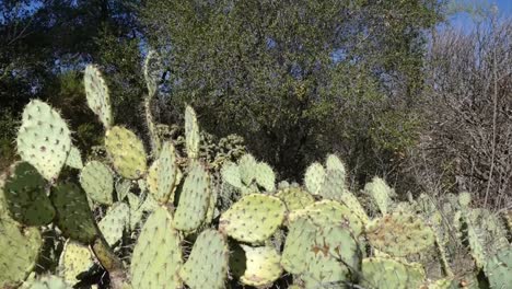 Kaktusbeet,-Tagsüber-In-Südkalifornien-Gefilmt