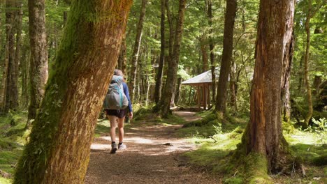 Slider,-hiker-walks-towards-shelter-in-sunlit-Fiordland-forest,-Kepler-Track-New-Zealand