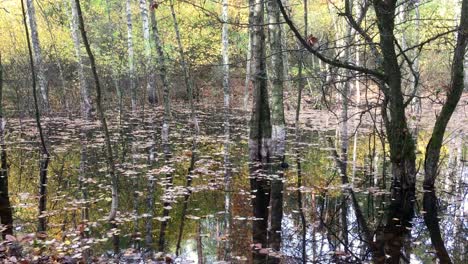 Flooded-forest-with-trees-in-the-water