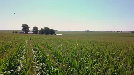 Flyover-of-farm-corn-field